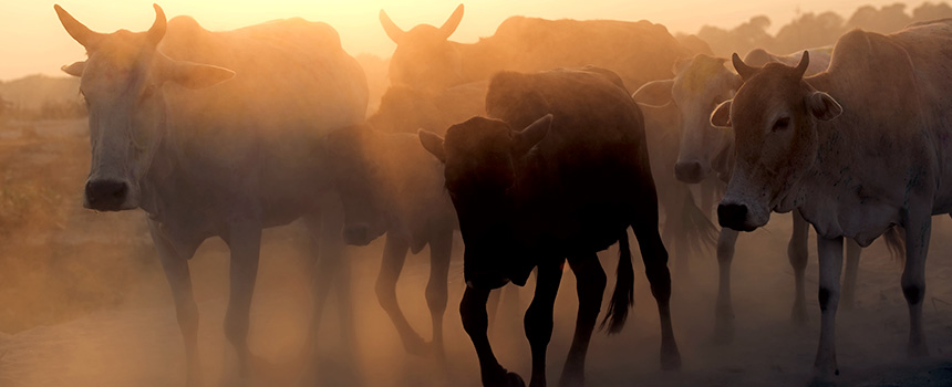 Excesso de poeira é risco para criação bovina